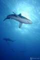   Silky sharks encounter Roca Partida Revillagigedos Archipelago Mxico.We started dive close then we decided drift open ocean where encountered 100 silkys passing by. México. México by  